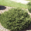 Picea abies 'Pumila'.png